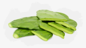 nopal png free hd nopal transparent image pngkit nopal png free hd nopal transparent