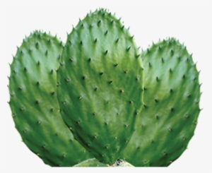 Nopal - Thorns, Spines, And Prickles