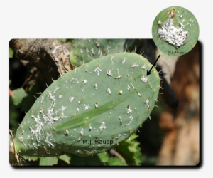 Cochineal Insect On A Opuntia Cactus - Cochineal Beetle On Cactus