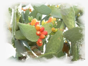 Prickly Pear Cactus At Lb Gardens 6ps - Eastern Prickly Pear
