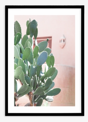 California Cactus No I - Poster