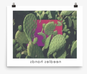Needles Hands 12×16 - Eastern Prickly Pear