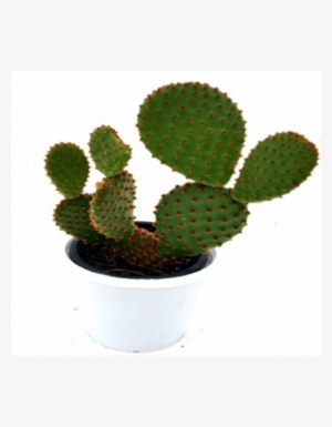 Opuntia Microdasys Subsp - Blind Pricklypear