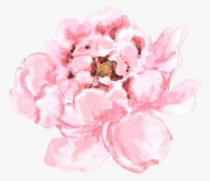 The Studio - Png Pale Pink Peonies Transparent