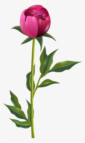 Peony Clipart Transparent - Peony Png
