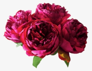 Flowers - Peonies Png
