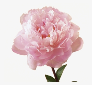 Flower Meaning Symbolism Teleflora - Peony Flower