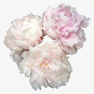 Peonies Png Photos - Names Of Bridal Bouquet Flowers