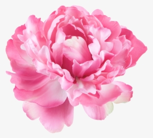 Peony Flowers Png - Single Flower White Background