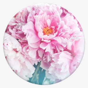 Peony - Peony Popsocket