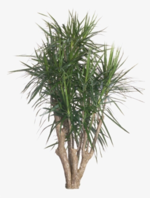 Dracaena Marginata