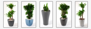 Indoor Plants - Plants For Noise Reduction Indoor