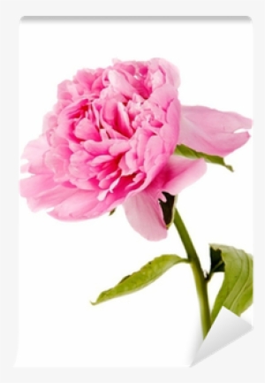Peony