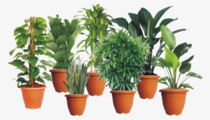 Indoor Plants - Money Plants