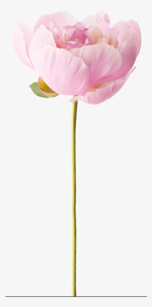 Peony - Photograph