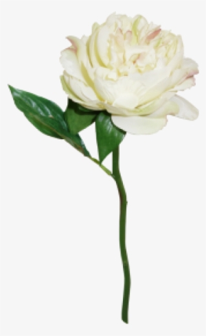 Peony