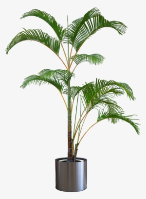 Pleasures In Helping Beautiful Transparent Plants - Silhouette Plants