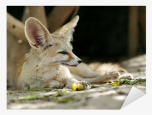 Coyote