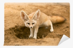Fennec Fox Desert Animals
