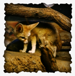 Sahara Desert Animals