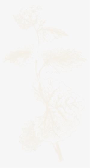 Foxtail Lily