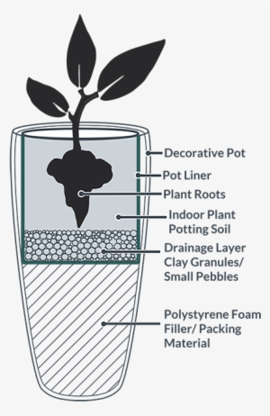 Decorative Pot With Pot Liner And Repotted Indoor Houseplant - Improve Drainage Indoor Potted Plants