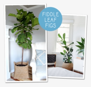 Do You Ever Get Your Heart Set On Something For Your - Indoor Big Plant Tree