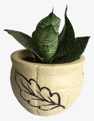 Sansevieria Absorbs Carbon Dioxide And Releases Oxygen - Viper's Bowstring Hemp
