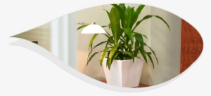 You Will Only Have To Invest Some Time In Order To - Houseplant