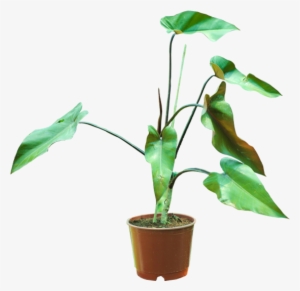 Blushing Philodendron - Philodendron