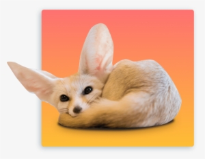 We Hope To Close The Distance, Whether It Be A Physical - Fennec Fox