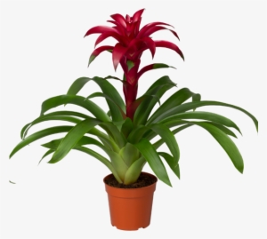 About Us - Care For Bromeliads