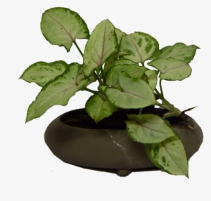 Quick View - Cabbage White