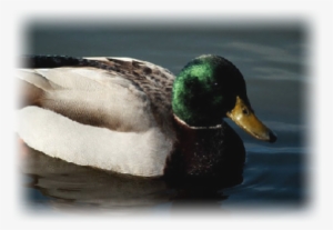 Ducks