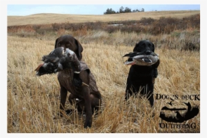 Come Hunt With Us Dog 'n Duck - German Shorthaired Pointer