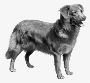 Nova Scotia Duck Tolling Retriever