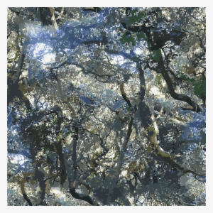 This Free Icons Png Design Of Buena Vista Park Tree