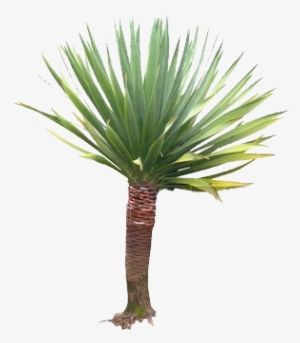 Orand Nursery - Yucca Plant Png
