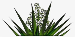 New Mexico State Flower Yucca Flower - New Mexico State Yucca Plant