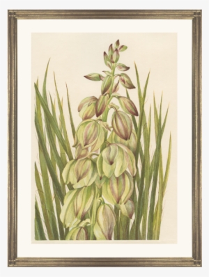 Yucca - N American Wild Flowers 1925 Yucca Poster Print By