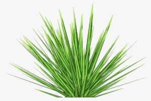 Phormium Tenax 6 - Lawn