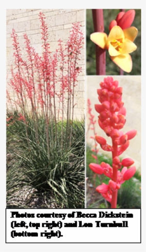 Red Yucca, Hesperaloe Parviflora - Hesperaloe Parviflora