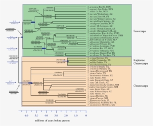 Chronogram Of Yucca Based On The Bayes Consensus Of - Data Set