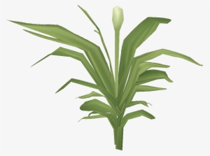 M306 - Agave