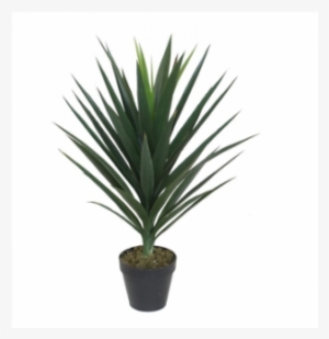 Yucca