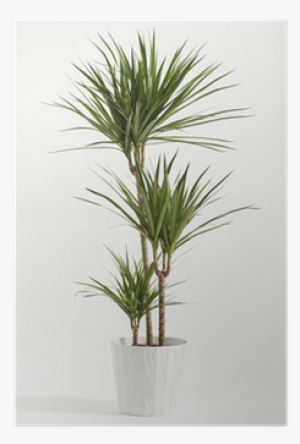 Indoor Plant Pictures With Names