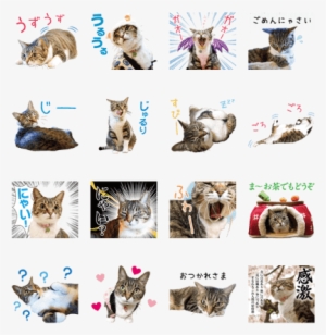 Azumaso Neko Okami - Kitten