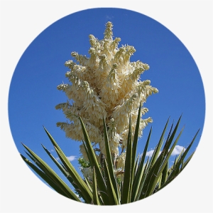 Herbal, Food And Elemental Medicine - Pond Pine