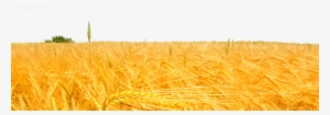Freeuse Download Wheat Rice Field Golden Oat Cereal - Agnes Denes Wheatfield