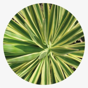 Yucca Extract - Plant In Architectural Garden